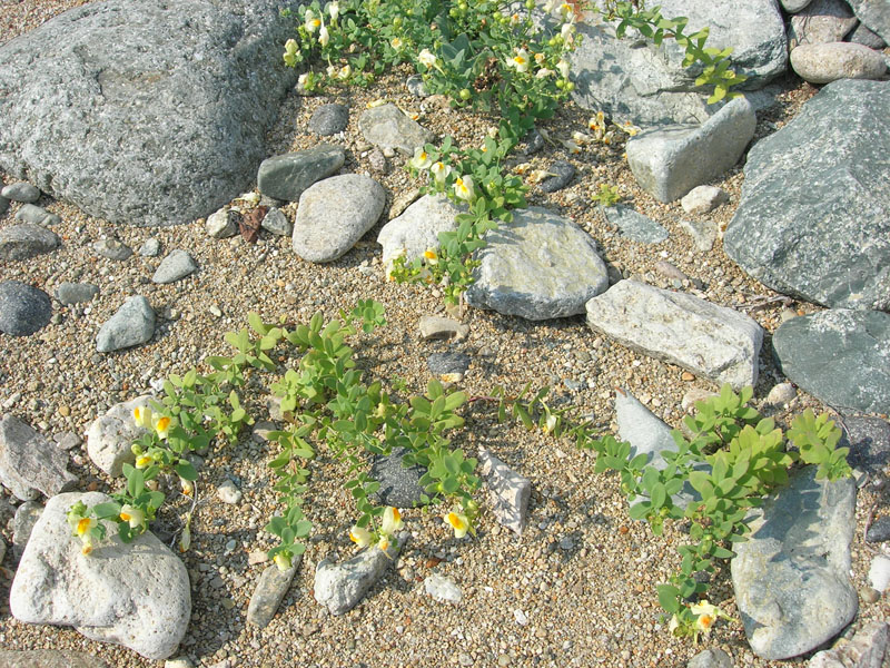 Image of Linaria japonica specimen.