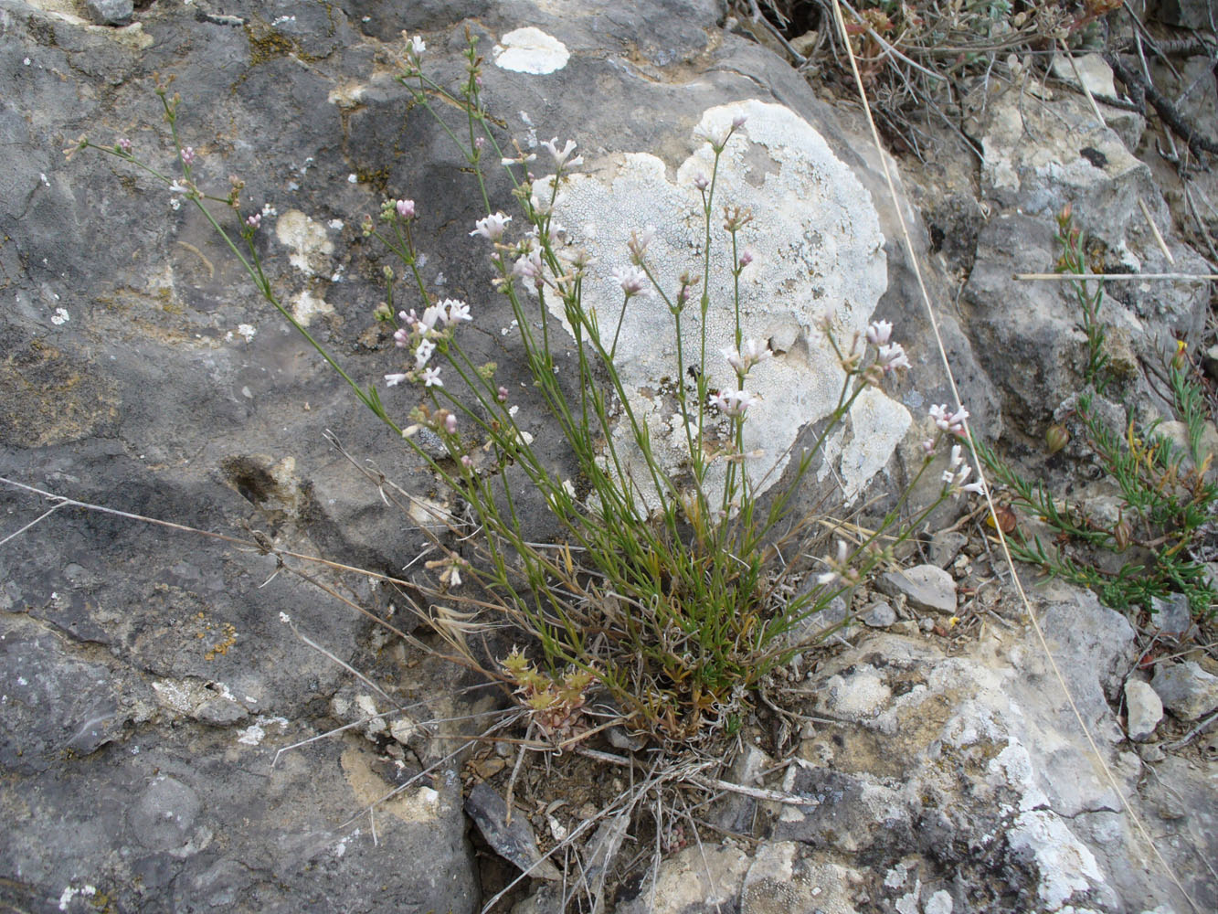 Изображение особи Asperula attenuata.