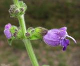 Salvia przewalskii