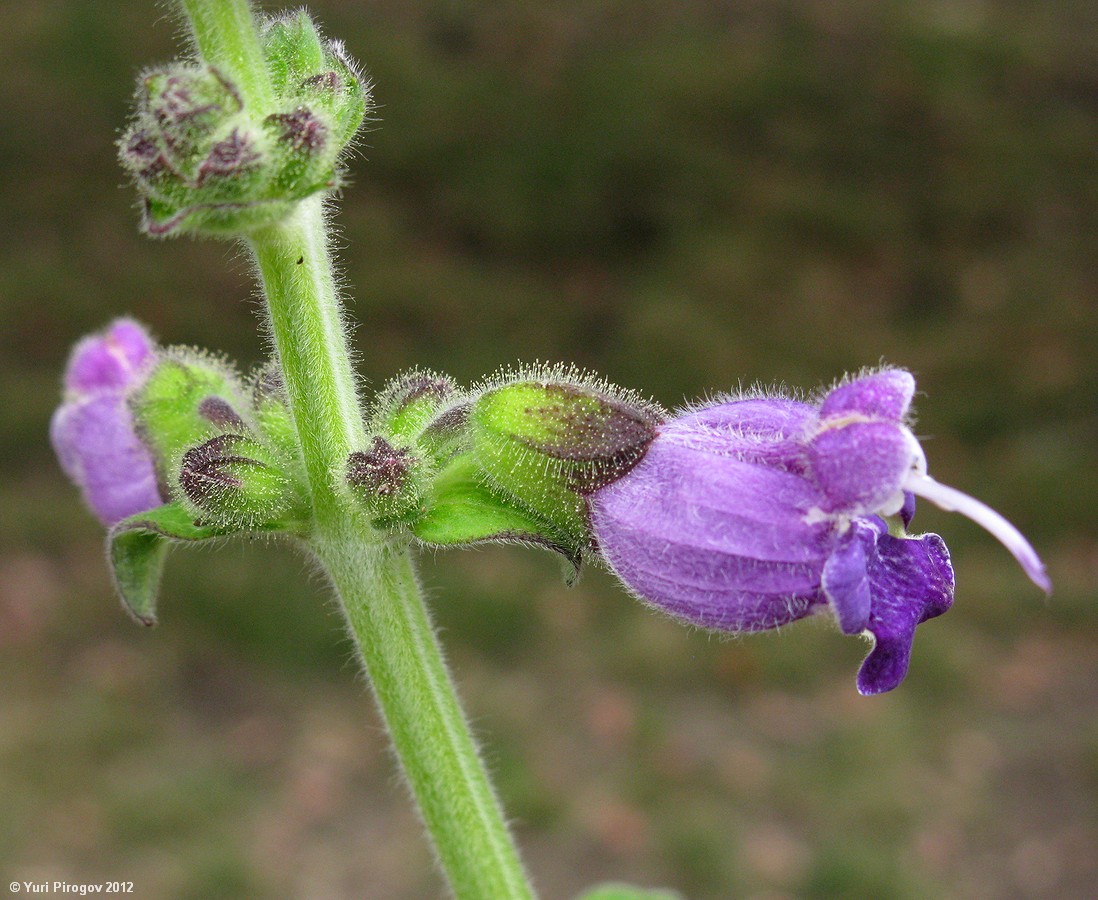 Изображение особи Salvia przewalskii.