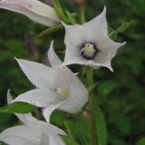 Campanula latifolia