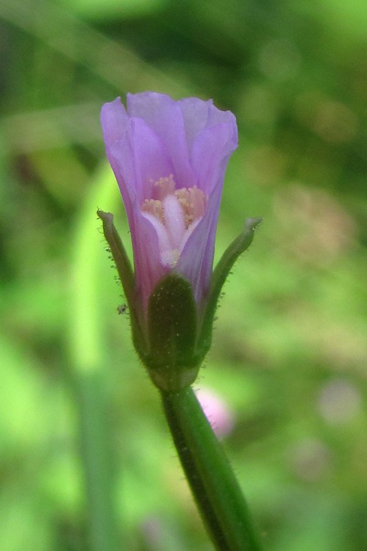 Image of Epilobium parviflorum specimen.