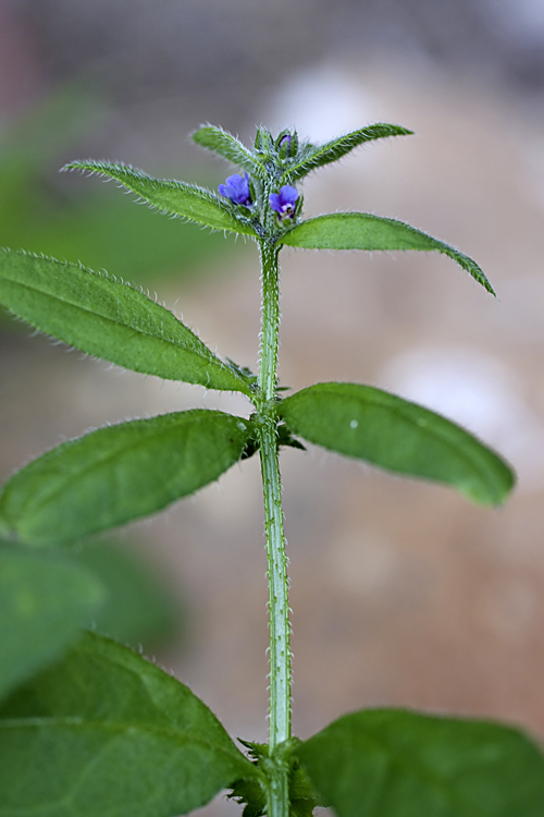 Изображение особи Asperugo procumbens.