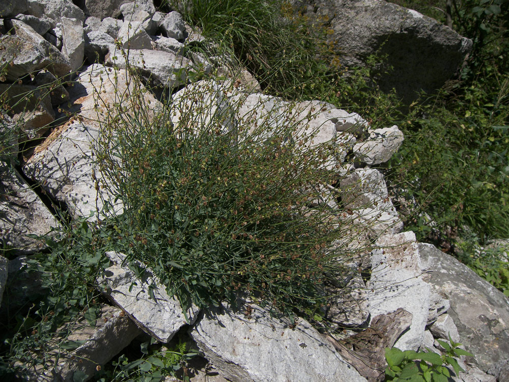 Image of Rumex hastifolius specimen.