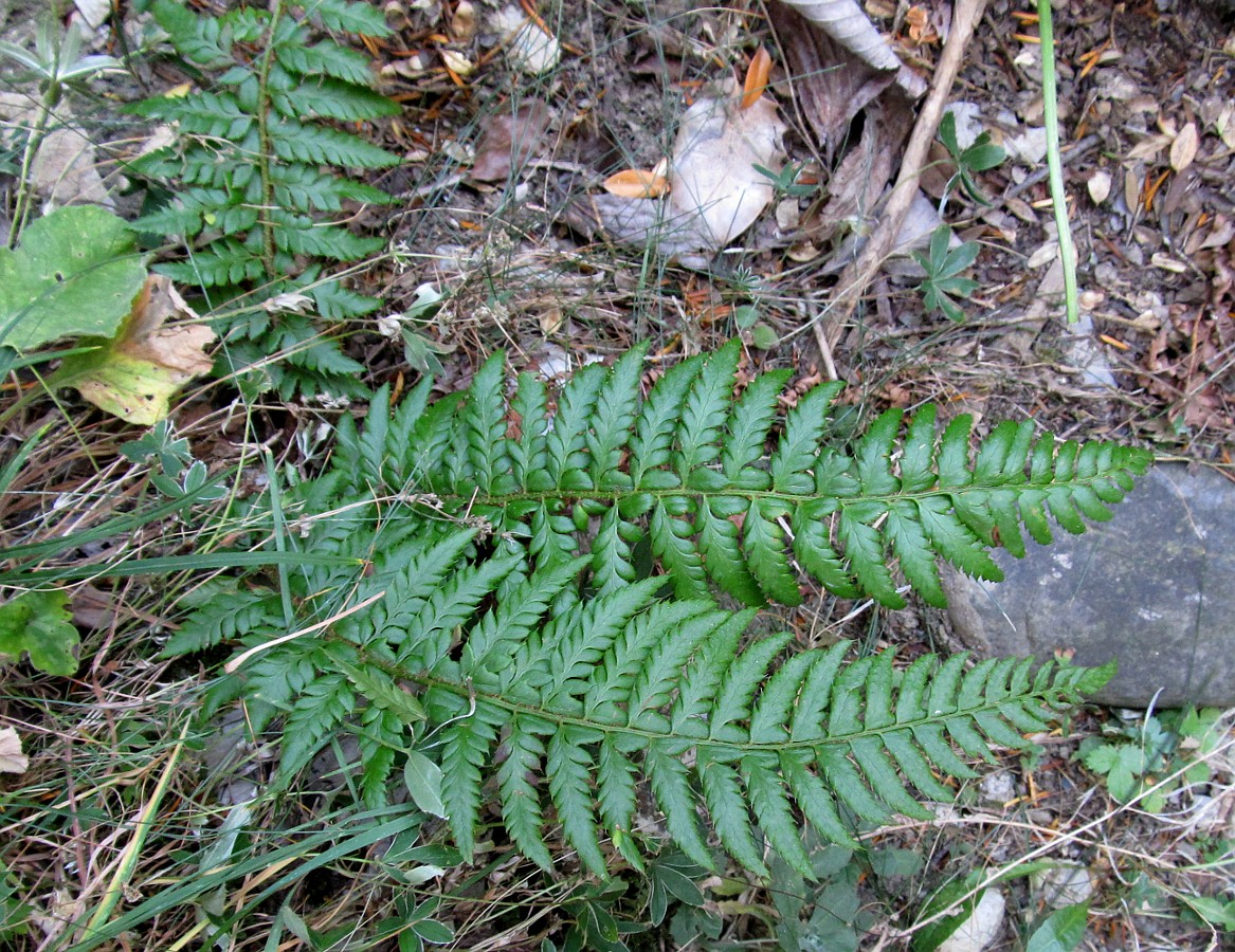 Image of Polystichum aculeatum specimen.