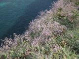 Limonium scoparium. Аспект цветущих растений в сообществе с Ephedra distachya. Крым, Тарханкутский п-ов, урочище Атлеш. 31.08.2010.