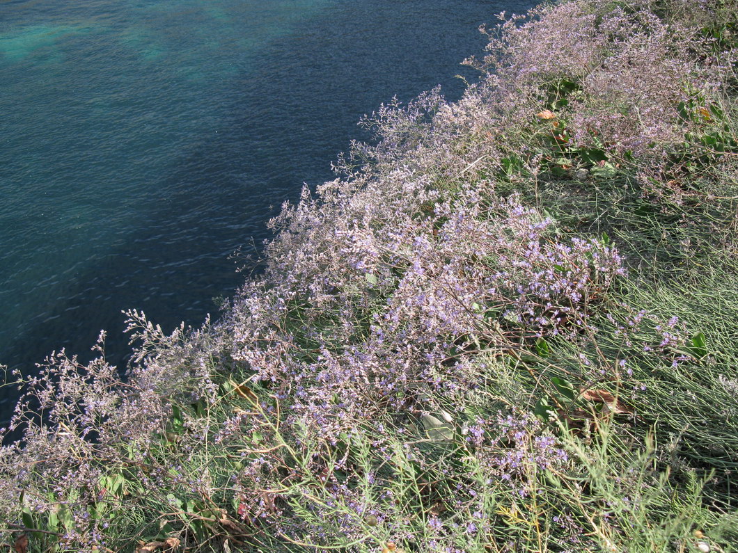 Изображение особи Limonium scoparium.