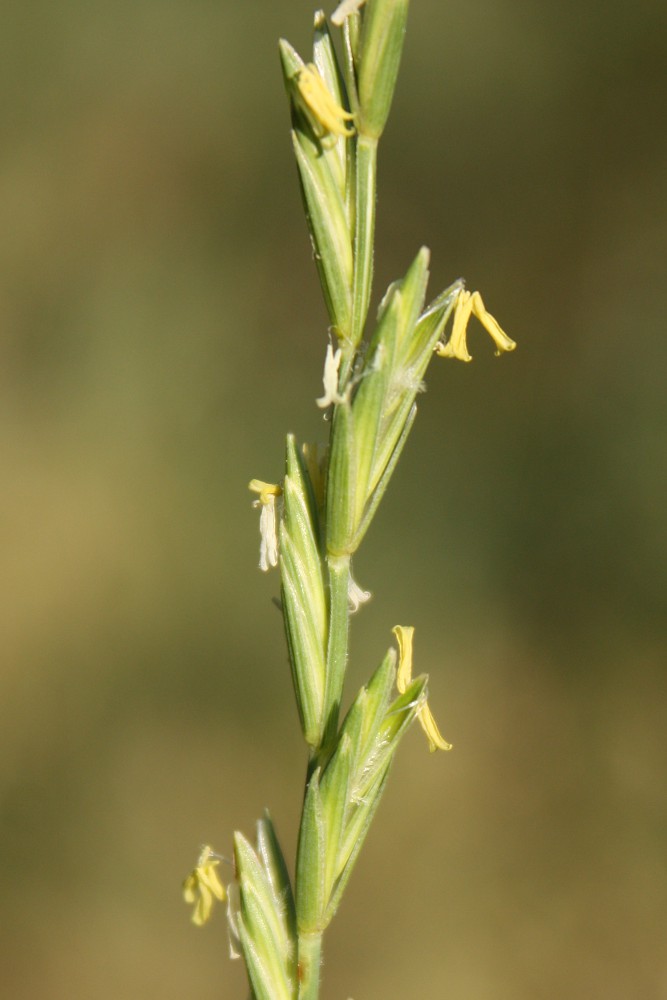 Image of Elytrigia repens specimen.