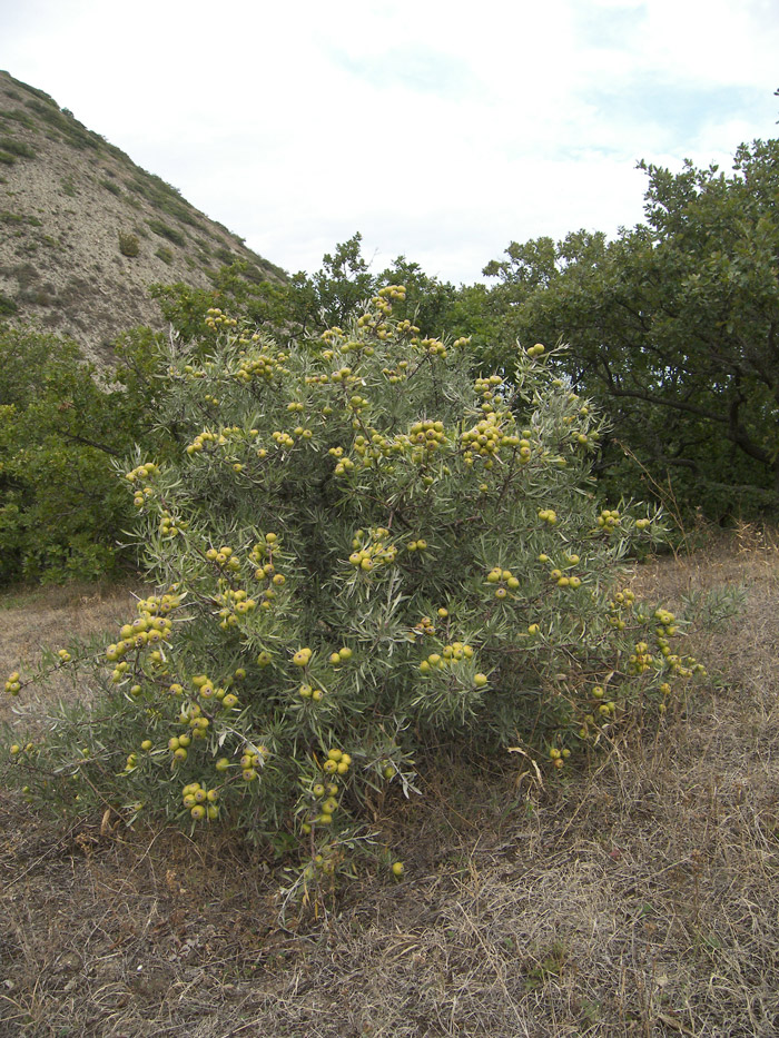Image of Pyrus salicifolia specimen.