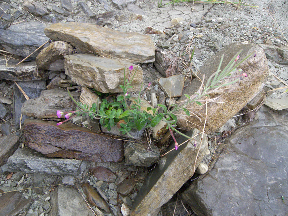 Изображение особи Epilobium hirsutum.