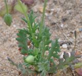 Papaver laevigatum