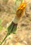 Crepis rhoeadifolia. Отцветшая корзинка. Венгрия, Шомодь, территория автозаправки у г. Летенье. 02.09.2012.