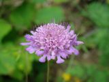 Scabiosa