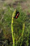 Equisetum ramosissimum