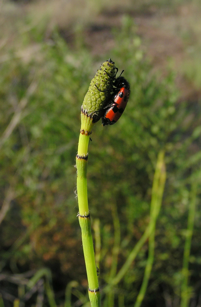 Изображение особи Equisetum ramosissimum.