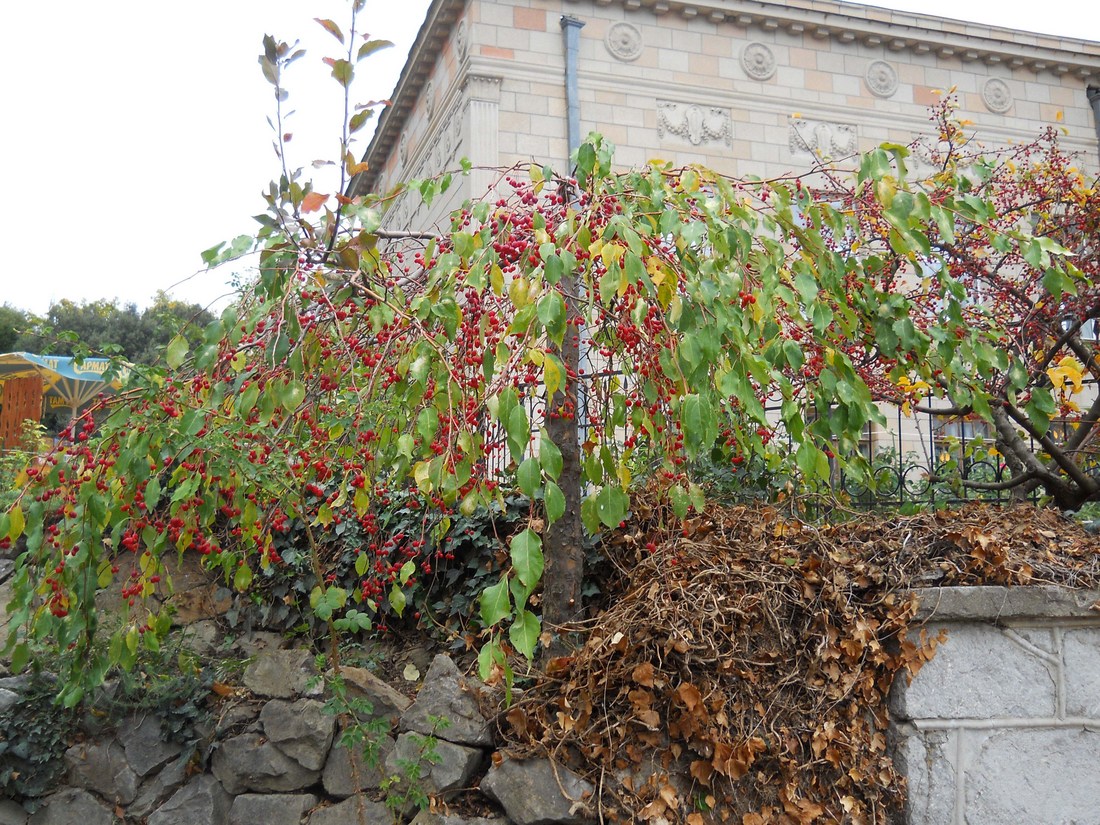 Изображение особи Malus mandshurica.