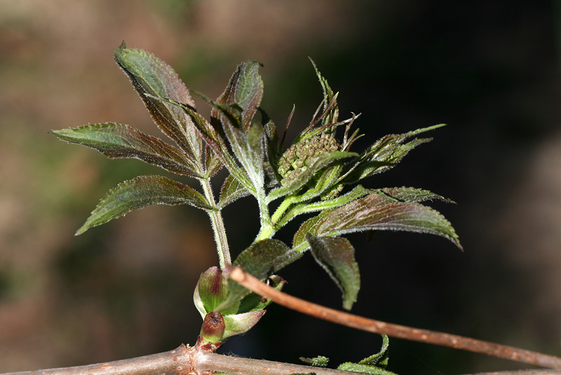 Image of Sambucus racemosa specimen.