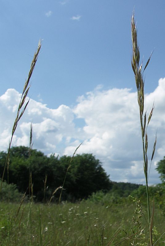 Image of Helictotrichon pubescens specimen.