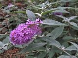 Buddleja davidii. Верхушка побега с соцветием ('Nanho Blue'). Москва, филиал Бот. сада МГУ \"Аптекарский огород\". 23.09.2012.