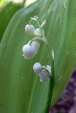 Convallaria majalis. Соцветие. Свердловская обл., окр. г. Североуральск, Второй Северный, на залежи. 01.06.2012.