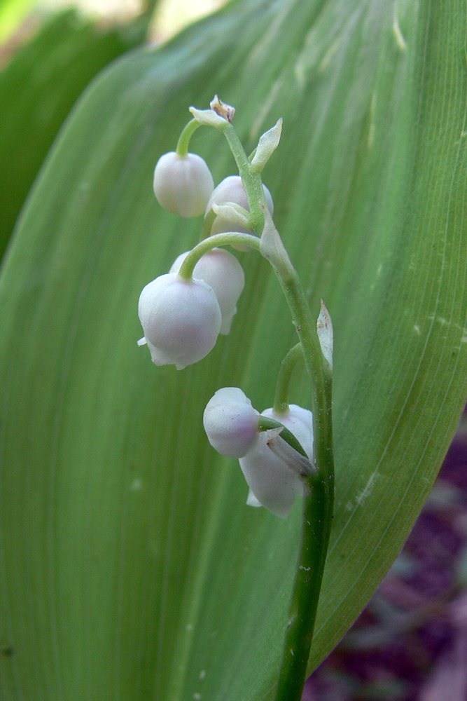 Изображение особи Convallaria majalis.