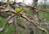 Ulmus japonica