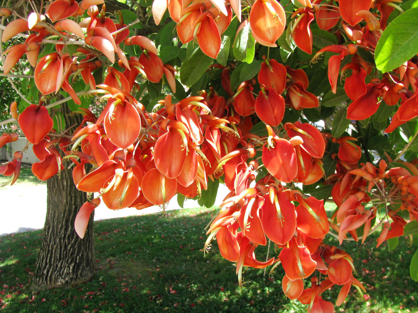 Изображение особи Erythrina crista-galli.