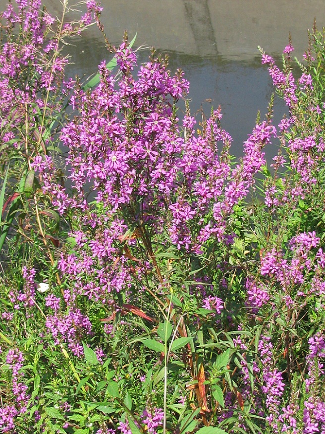 Image of Lythrum salicaria specimen.