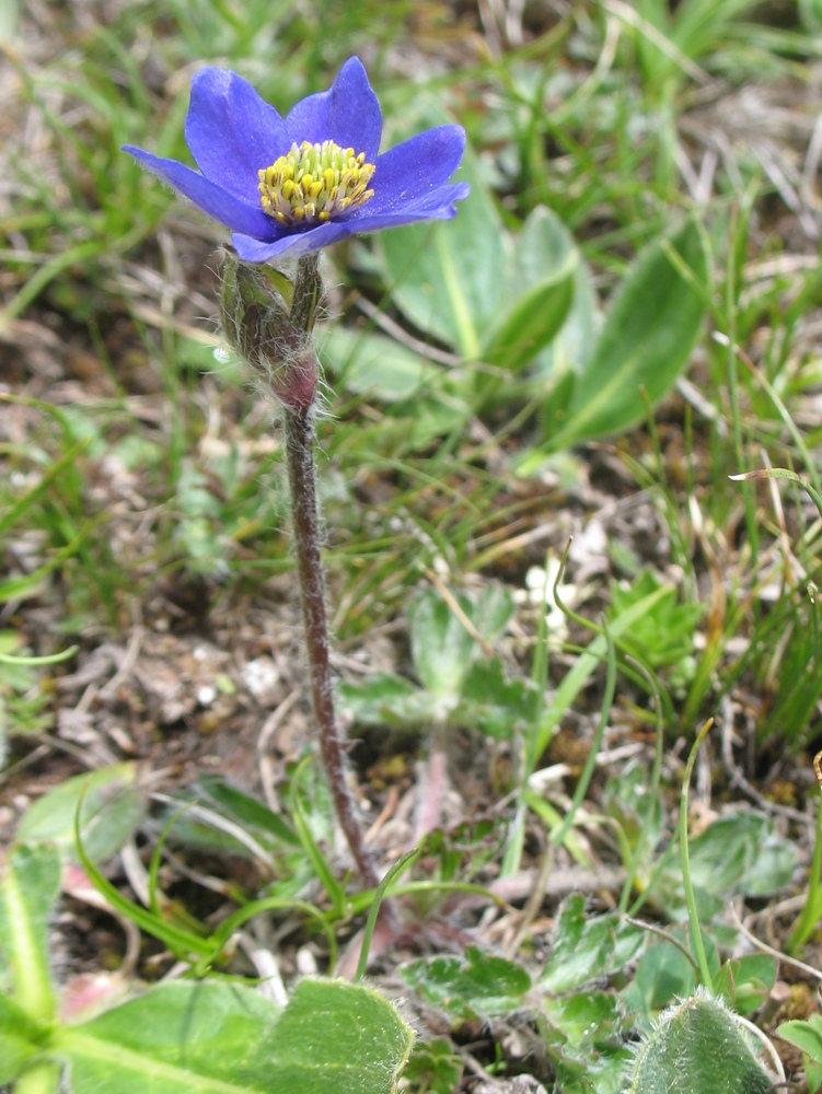 Изображение особи Anemonastrum demissum.