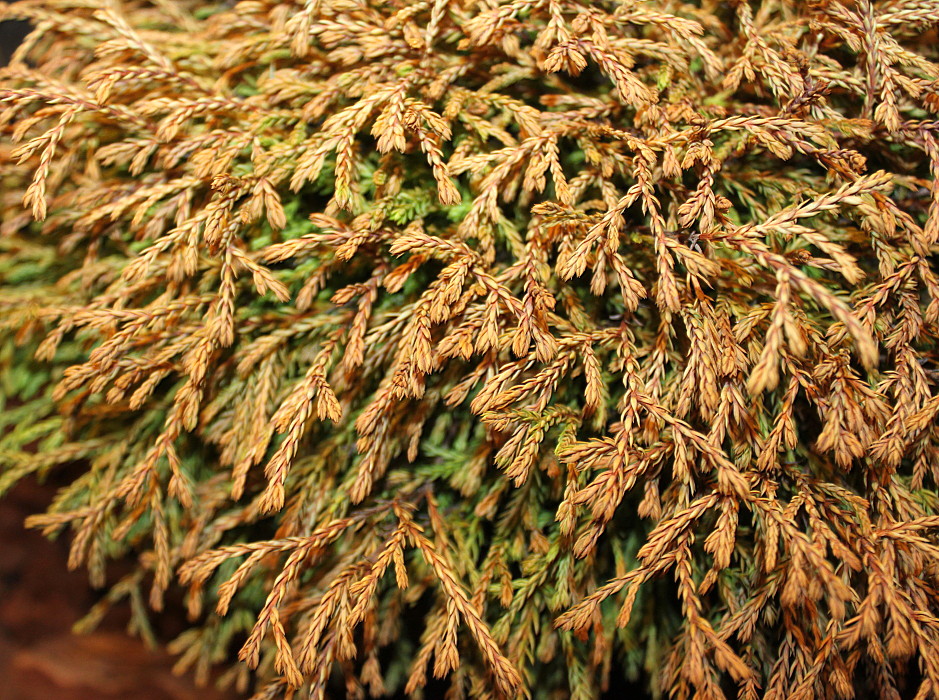 Image of Thuja occidentalis specimen.