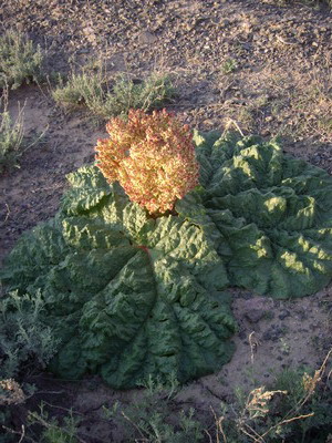 Изображение особи Rheum tataricum.