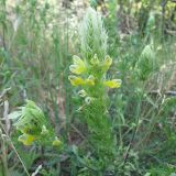 Melampyrum argyrocomum