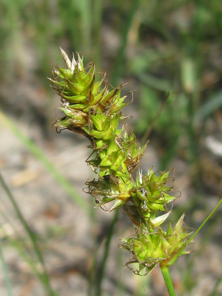 Image of genus Carex specimen.