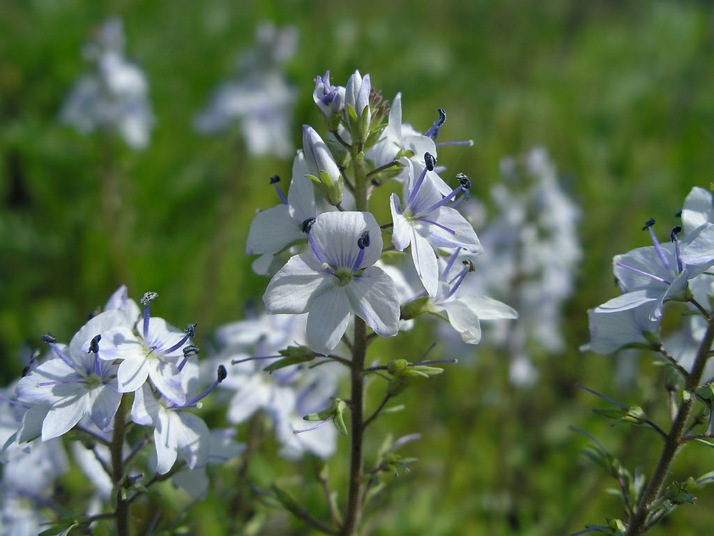 Изображение особи Veronica prostrata.