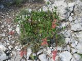 Aconogonon zaravschanicum. Плодоносящее растение. Таджикистан, Памиро-Алай, Фанские горы, окрестности Алаудинских озер и перевала Алаудин; около 3000 м н.у.м. Июль 2010 г.