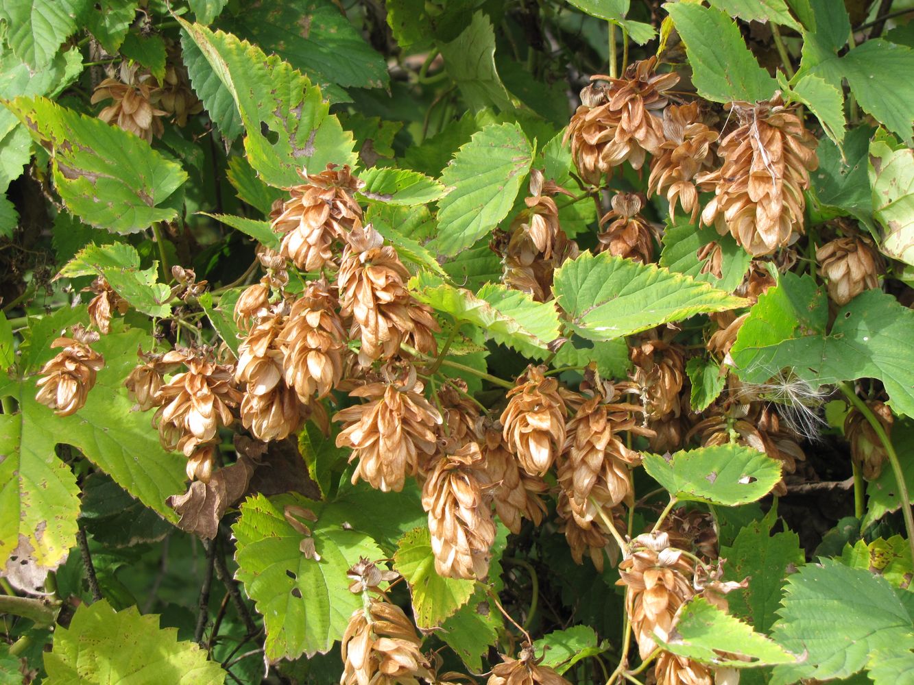 Image of Humulus lupulus specimen.