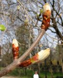 Aesculus hippocastanum. Побег с распускающимися почками. Ставропольский край, г. Кисловодск, Курортный парк верхний. 08.04.2013.