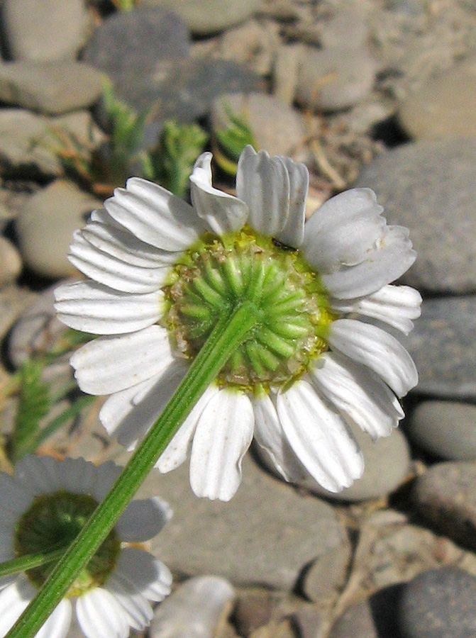 Изображение особи Tripleurospermum inodorum.