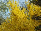 Forsythia × intermedia