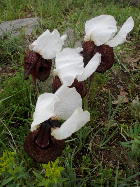 Image of Iris elegantissima specimen.