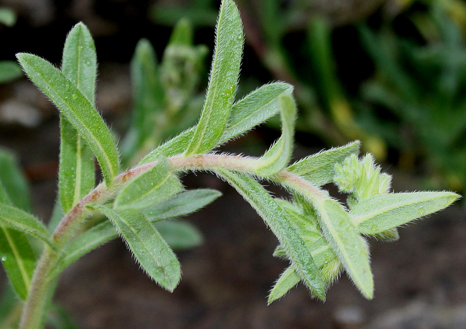 Image of Onosma stellulata specimen.