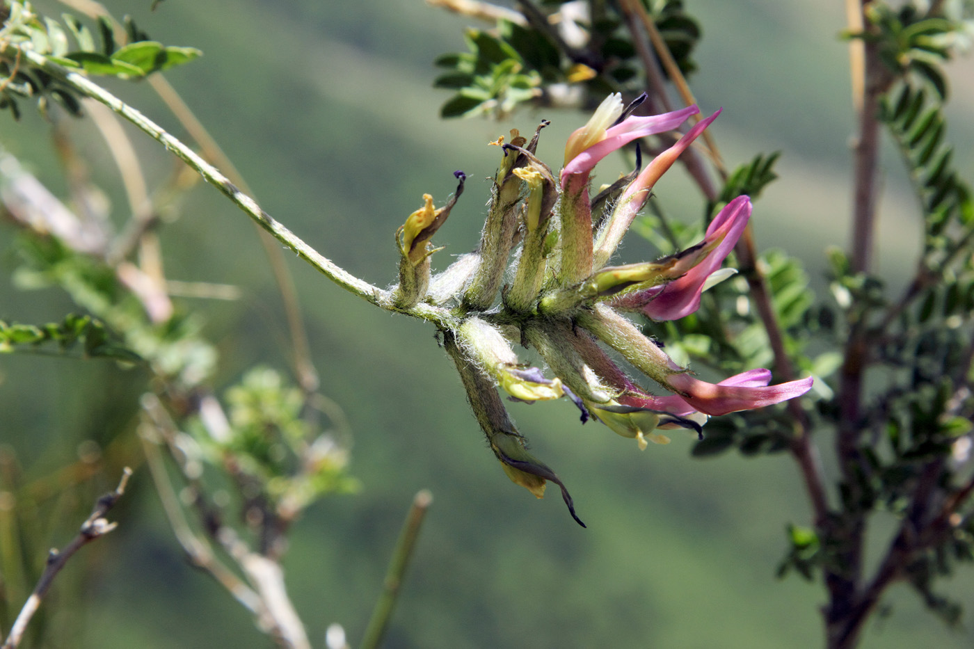 Изображение особи Astragalus variegatus.