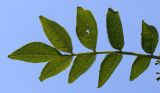 Zanthoxylum armatum