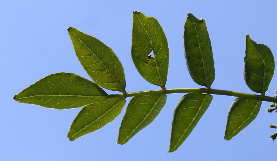 Изображение особи Zanthoxylum armatum.