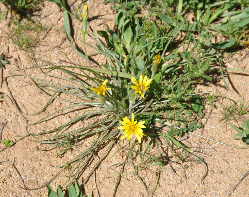 Изображение особи Scorzonera leptophylla.