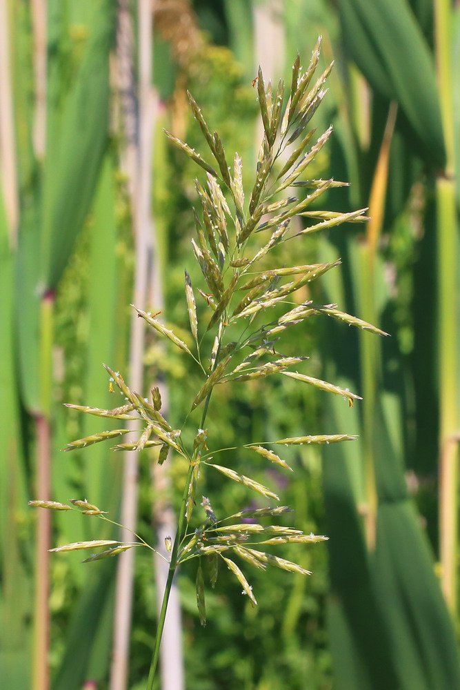 Изображение особи Bromopsis inermis.