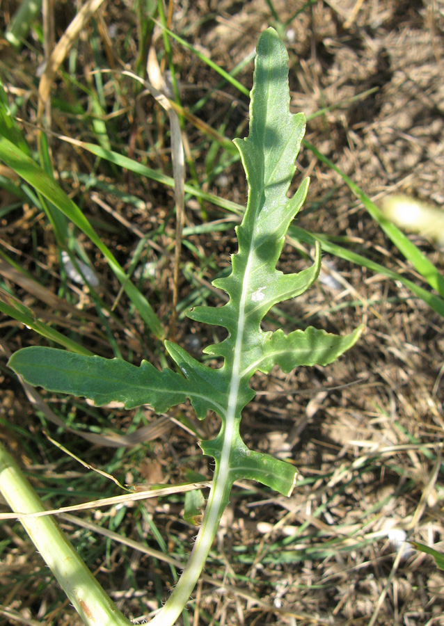 Image of Crambe aspera specimen.