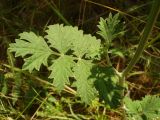 Pimpinella nigra