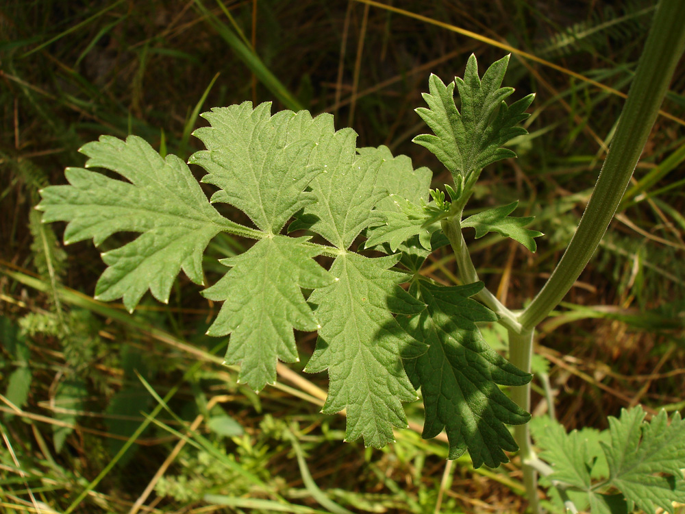 Изображение особи Pimpinella nigra.