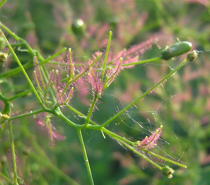 Image of Cotinus coggygria specimen.